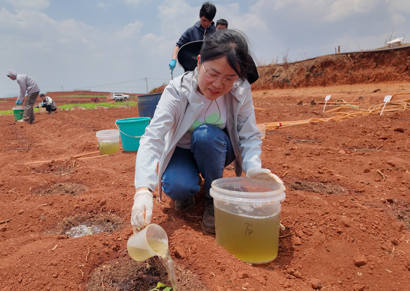 代快在玉溪市红塔区进行田间试验。龚恒滨摄（资料图）