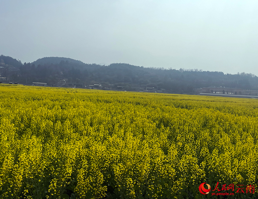 [1]油菜花海。人民网记者-程浩摄