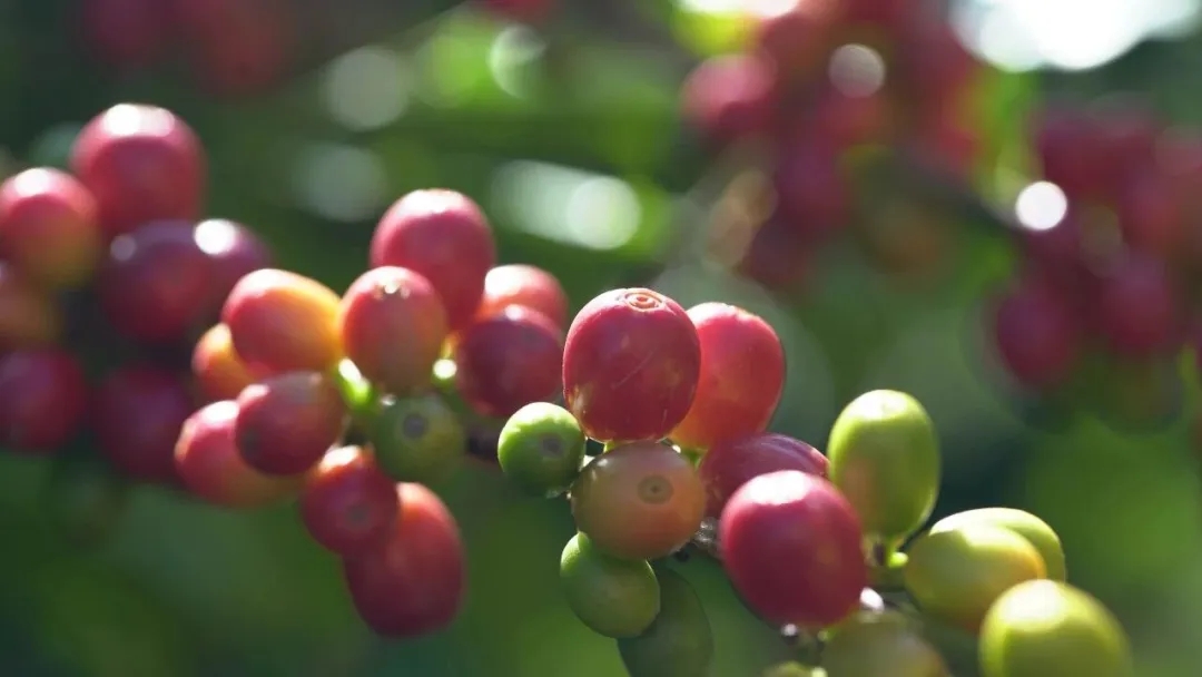 大理宾川朱苦拉咖啡。图源：“大理发布”微信