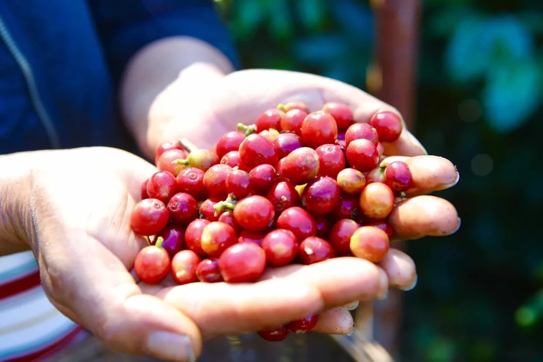 咖农刚摘下的咖啡果。高吴双 摄