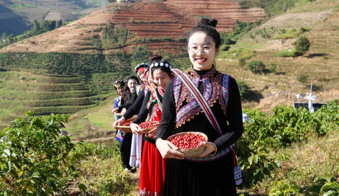 怒江州咖啡种植基地。图源：云南日报