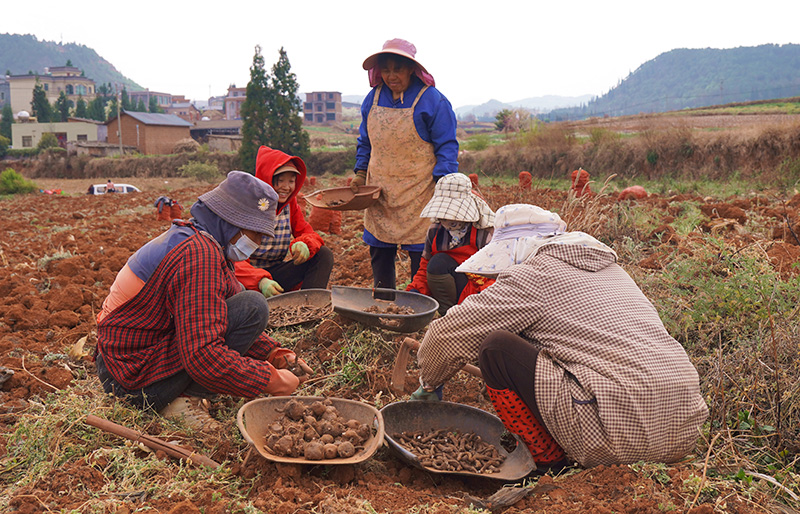工人分拣魔芋。