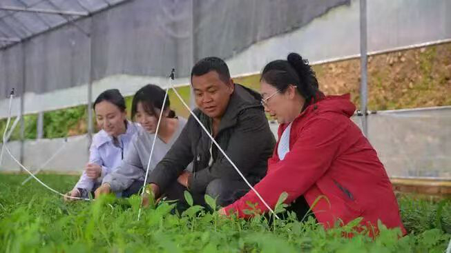 “自然村長”陳天雲（右一）帶領村民種植藥材 中共臨滄市委宣傳部供圖