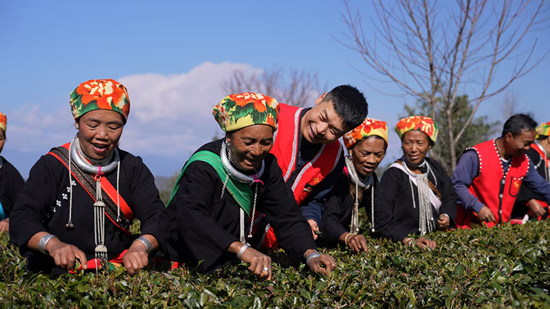 滄源縣糯良鄉賀嶺村“自然村長”劉聖偉與茶農一起採茶 中共臨滄市委宣傳部供圖