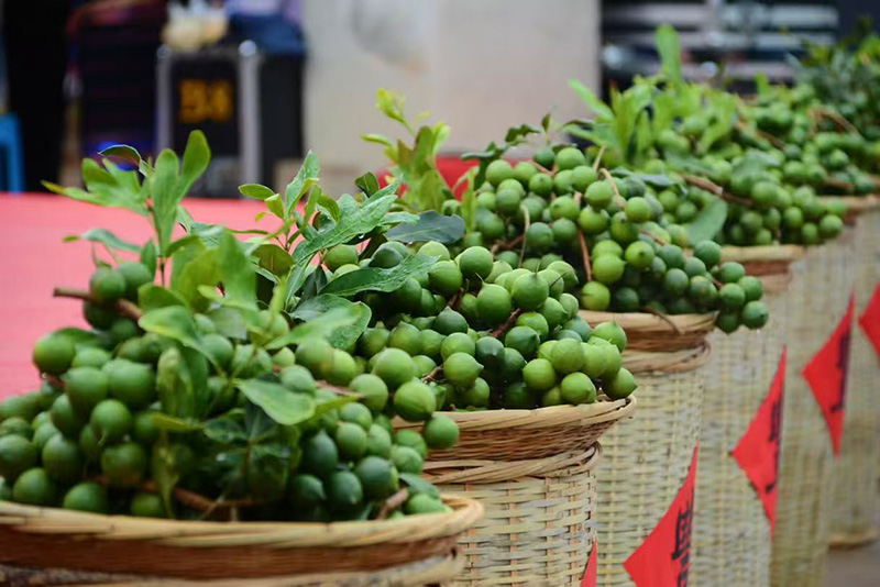 臨滄堅果迎來豐收--中共臨滄市委宣傳部供圖