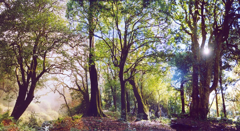 臨滄市雙江勐庫大雪山萬畝野生古茶林--中共臨滄市委宣傳部供圖