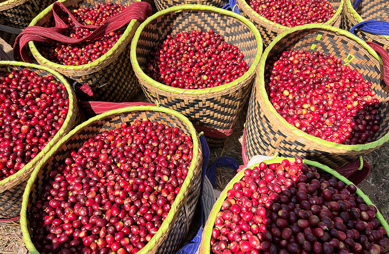 咖農採摘的咖啡。臨滄市委宣傳部供圖