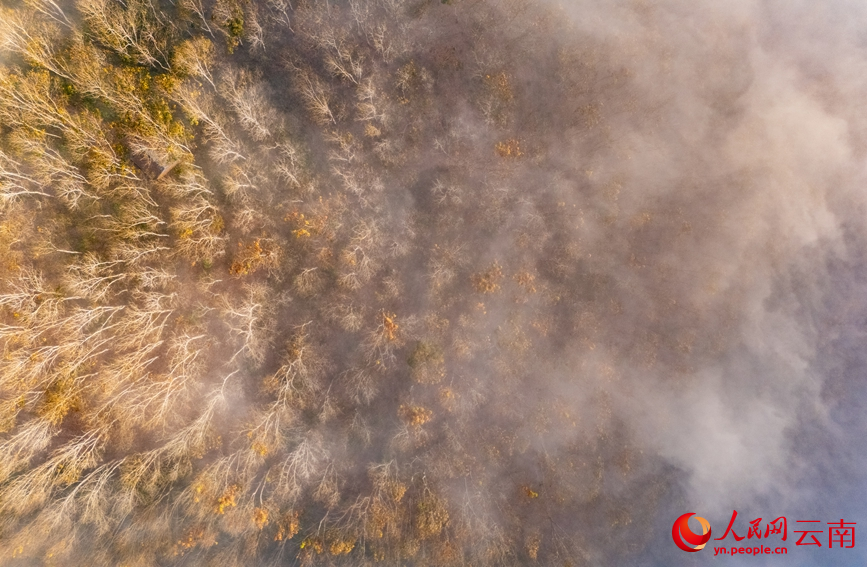 雲海和橡膠林相映成景。人民網記者 虎遵會攝