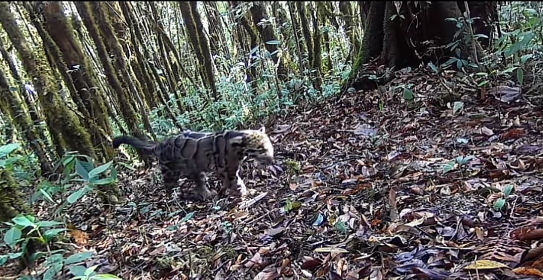 【2】护林员拍摄的云豹。澜沧县融媒体中心供图