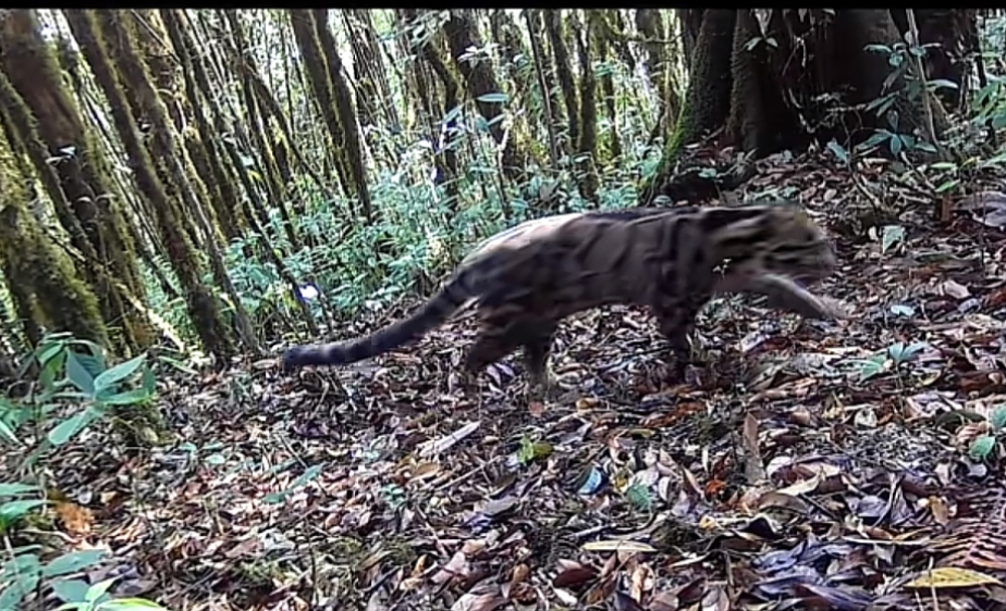 【3】护林员拍摄的云豹。澜沧县融媒体中心供图