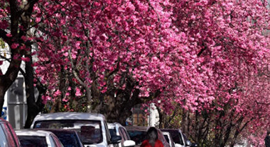 春到苍山下 樱花璨如霞
