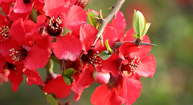 当《诗经》里的木瓜遇见春天