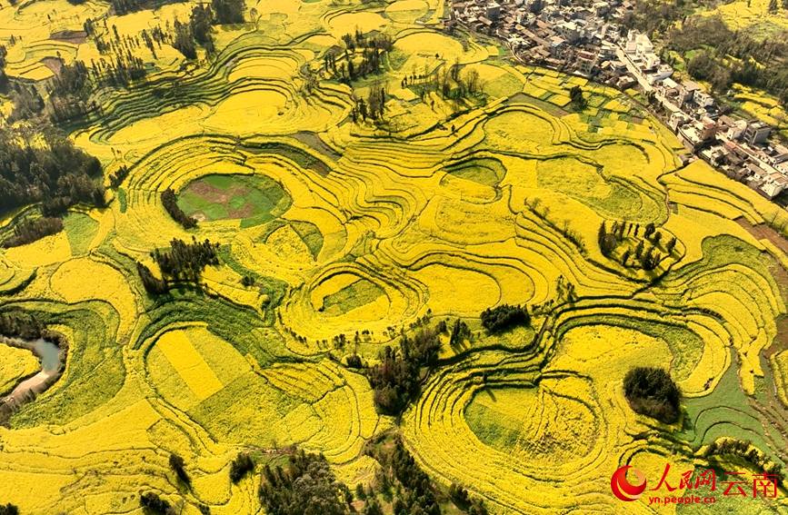 羅平縣油菜花海。候映攝