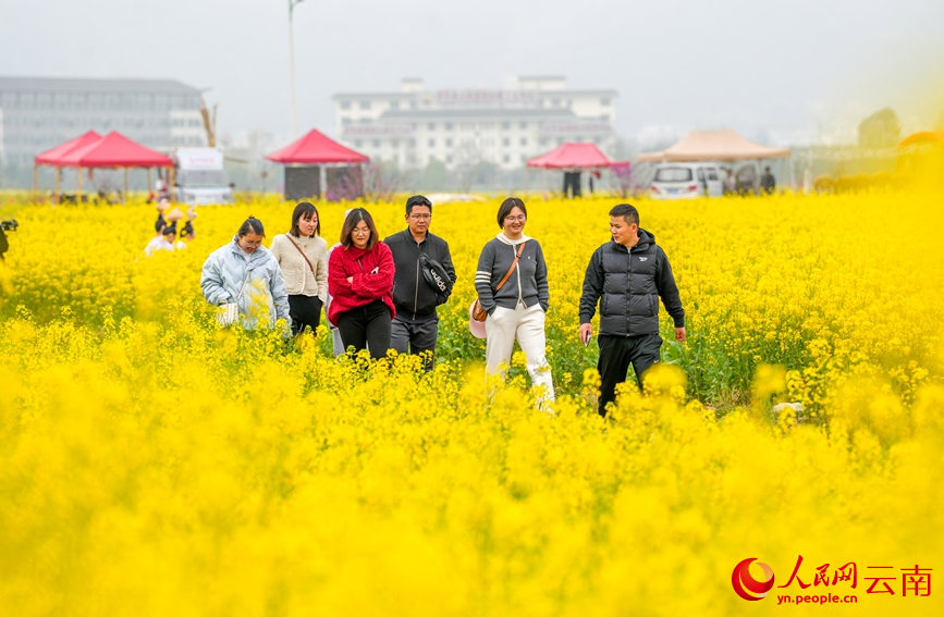 游客在羅平縣油菜花海中賞花游覽。人民網記者 虎遵會攝