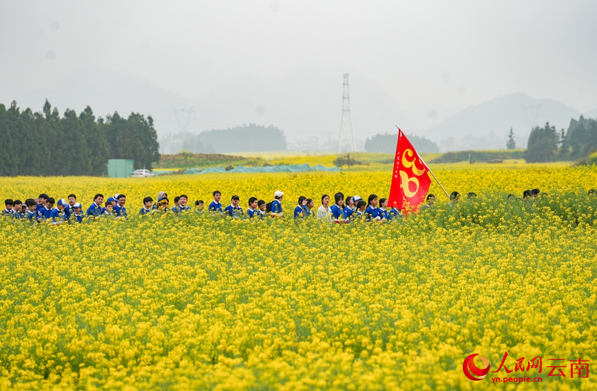 學生在羅平縣油菜花海中開展春游活動。人民網記者 虎遵會攝