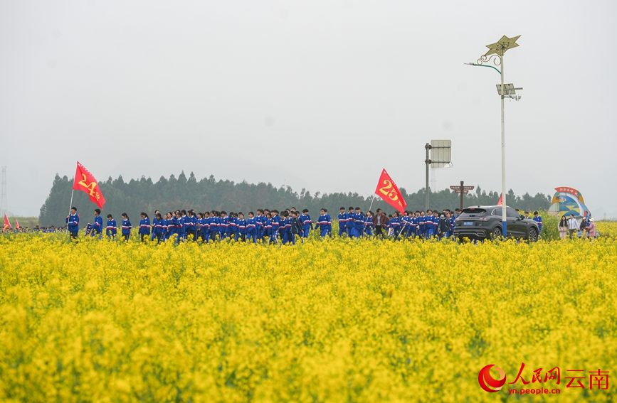 學生在羅平縣油菜花海中開展春游活動。人民網記者 虎遵會攝
