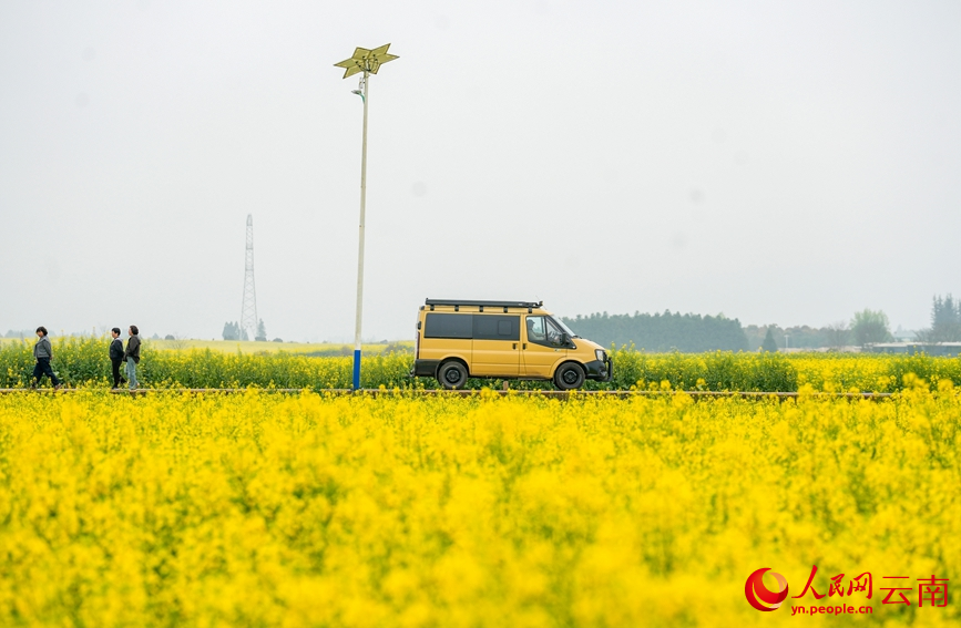 一輛車駛過羅平縣油菜花海。人民網記者 虎遵會攝