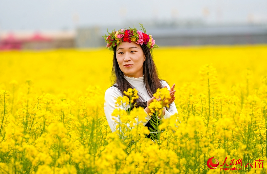 游客在羅平縣油菜花海中拍照。人民網記者 虎遵會攝