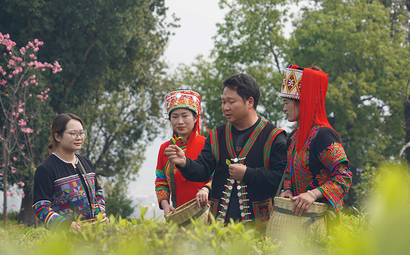 羅愛權(右二)講解茶葉工藝。白院生攝