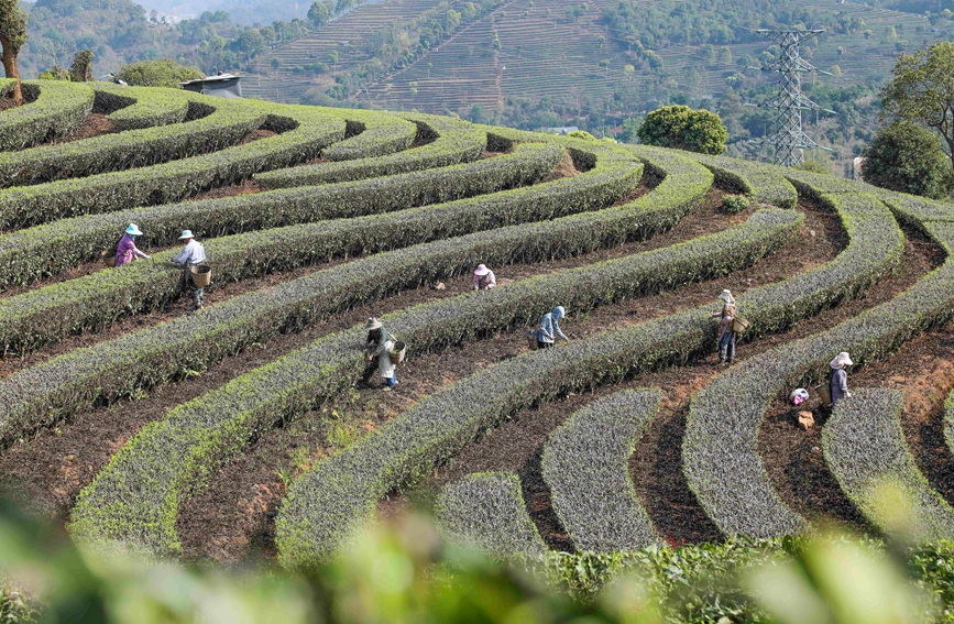 茶農在寧洱鎮太達村茶園採摘春茶。楊廷榮攝
