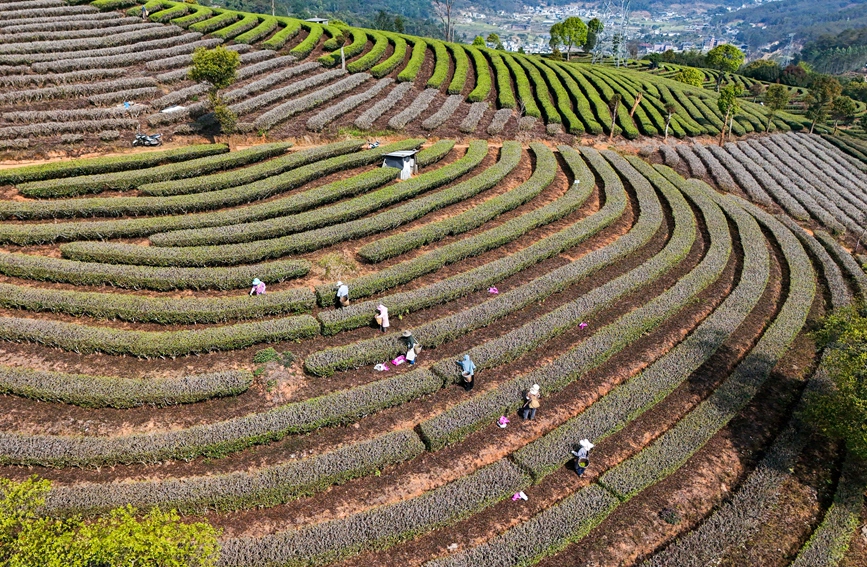 茶农在宁洱镇太达村茶园采摘春茶。杨廷荣摄