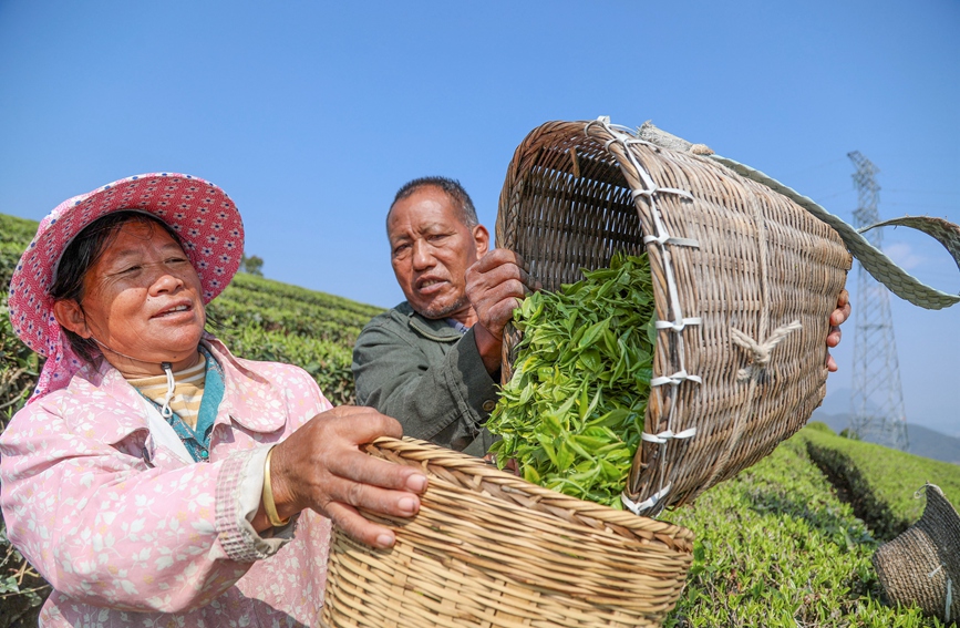茶农在宁洱镇太达村茶园采摘春茶。杨廷荣摄