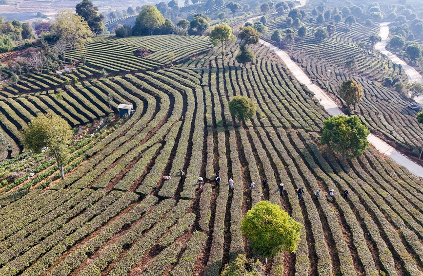 茶农在宁洱镇温泉村茶园采摘春茶。杨廷荣 摄