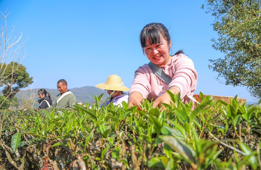 茶农在宁洱镇温泉村茶园采摘春茶。杨廷荣 摄