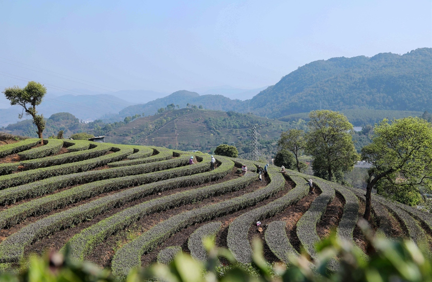 村民在采摘茶叶。杨廷荣摄
