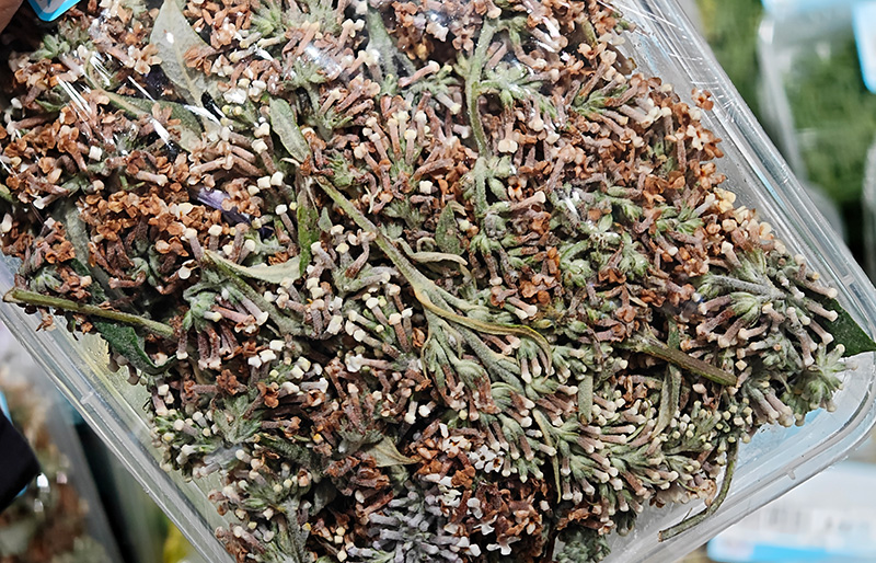 染饭花。勐海县融媒体中心供图
