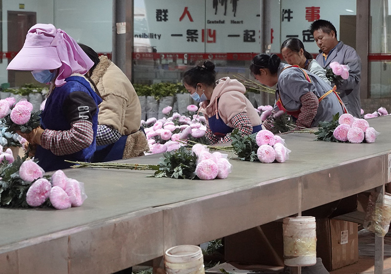 工人們在鮮切花包裝車間忙碌。邱美華攝