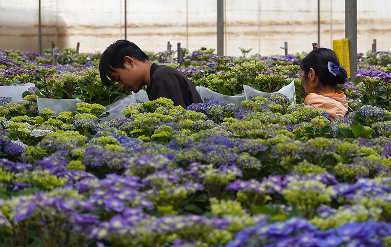 工人們在大棚裡打包繡球盆花-邱美華攝