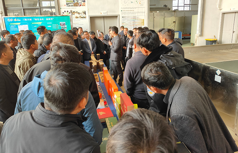 到雲南諸子紅茶葉工廠調研黨建引領茶葉產業高質量發展做法--沙雲花攝