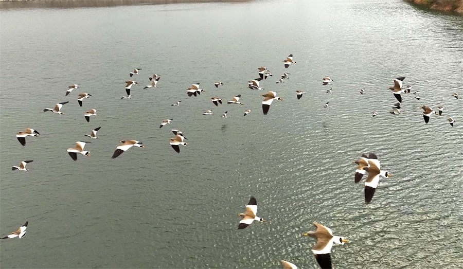 灰头麦鸡在水面上嬉戏。