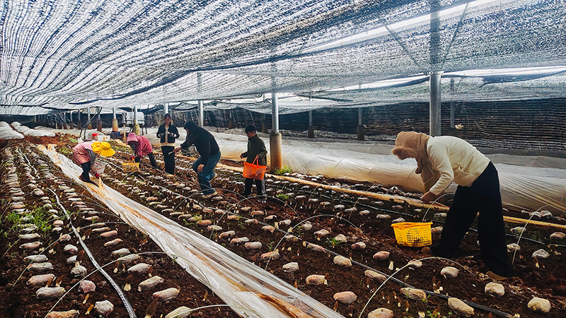 羊肚菌种植基地。