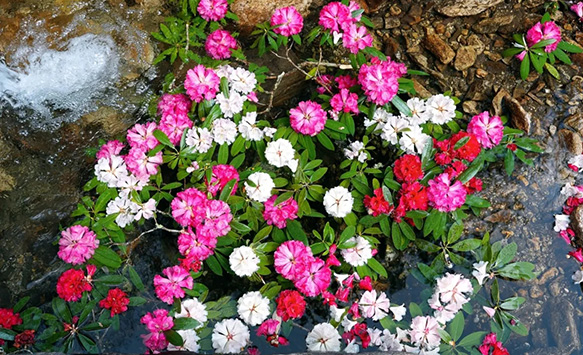 发现·云龙美：春暖花正浓