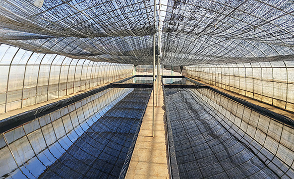 雲南會澤：備耕謀早育壯苗