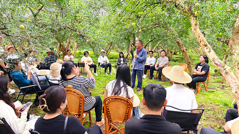 在蒙自古树石榴园里开展石榴发展、线上销售培训