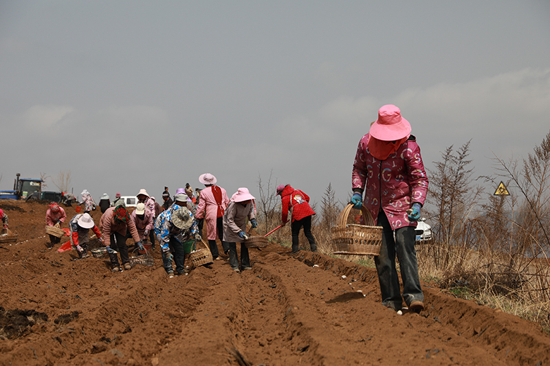 马铃薯播种现场。