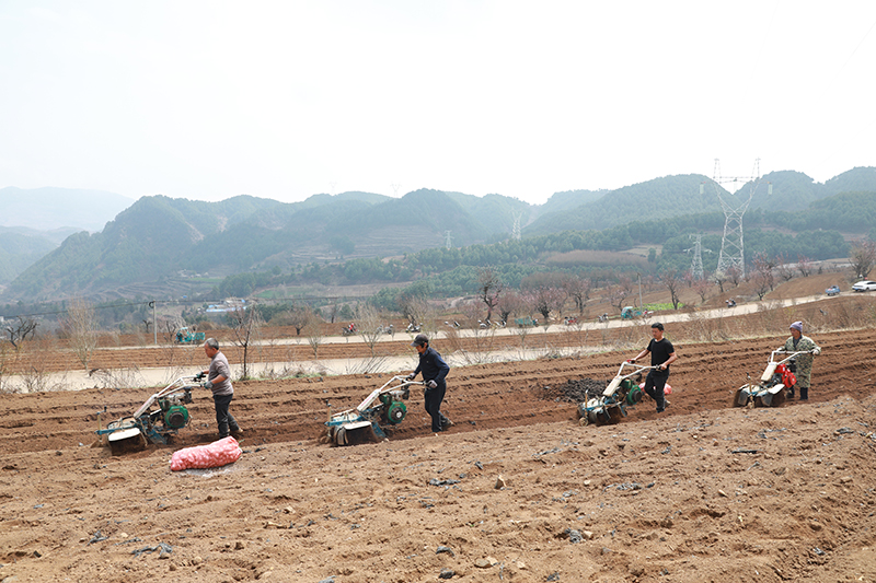 马铃薯机械化播种。