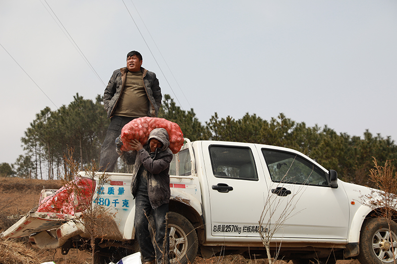 种薯搬运。
