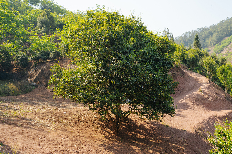 三家村的古茶树。南华县委宣传部供图