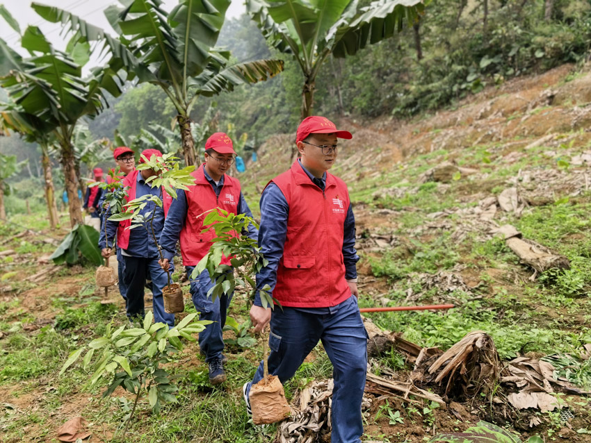 红河河口供电局青年志愿者开展义务植树。陈文丽摄