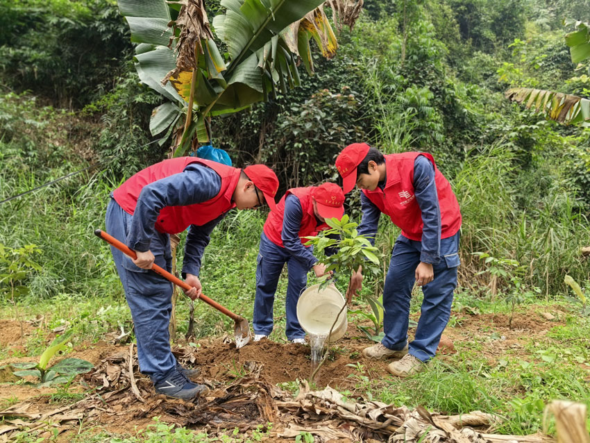 红河河口供电局青年志愿者开展义务植树。陈文丽摄