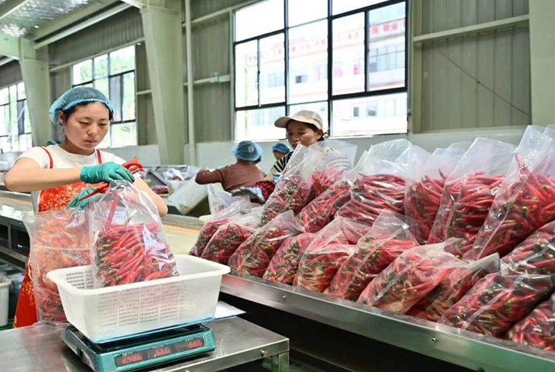 中國銀行昭通市鎮雄支行助力企業穩定並創造更多新的就業機會1