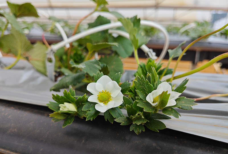 基地内盛开的草莓花。