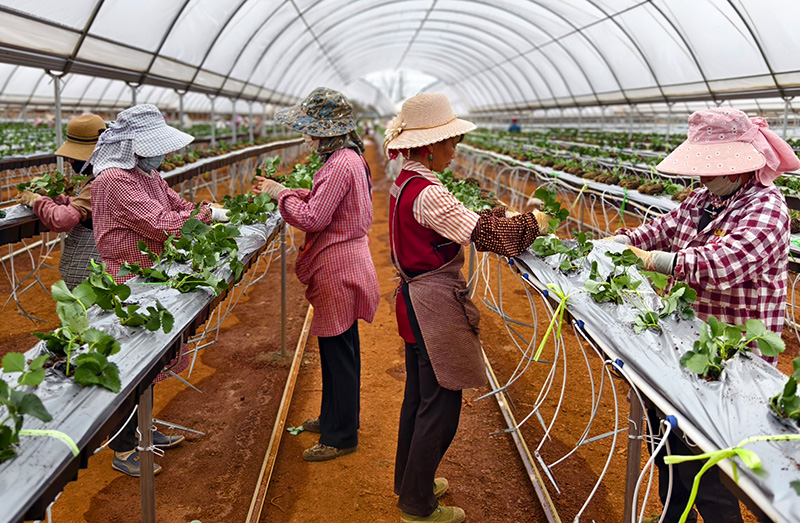 工人在栽种草莓苗。
