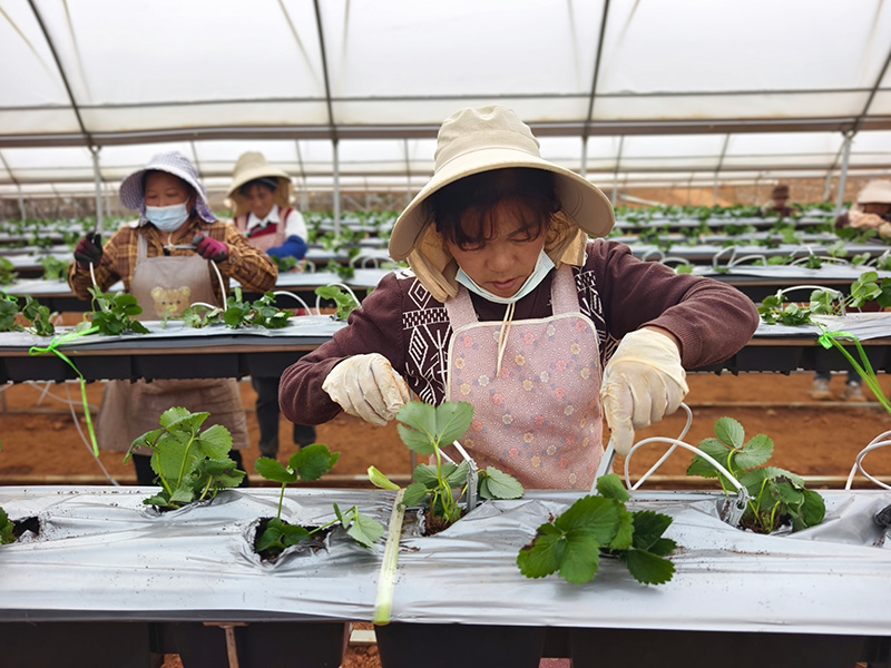工人給栽種好的草莓擦滴箭。