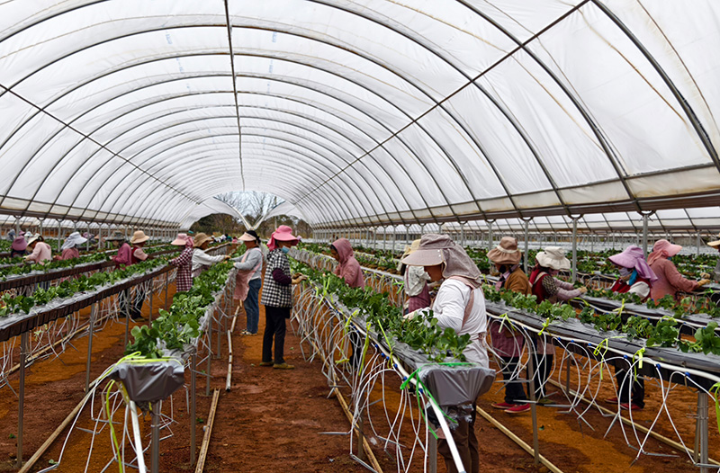 大棚內,工人正在栽種草莓。
