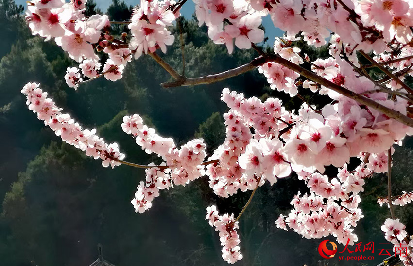 玉龍縣白沙鎮玉龍村的桃花盛開。和儉攝